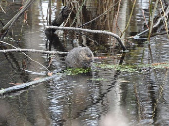 Под Рязанью встретили деструктивную толстую крысу с букетом