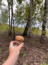 В Рязанской области 4 района накрыл урожай белых грибов