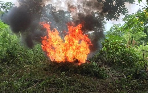 В Рязанской области уничтожили 3 очага конопли
