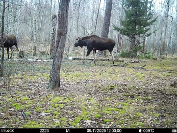 В рязанском лесу сфотографировали медведя и рысь