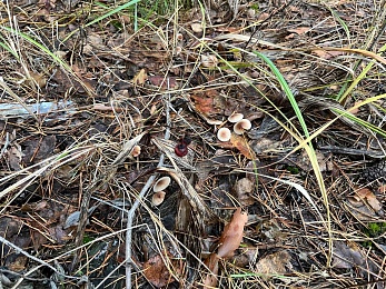 В рязанских лесах в декабре цветут цветы и растут грибы