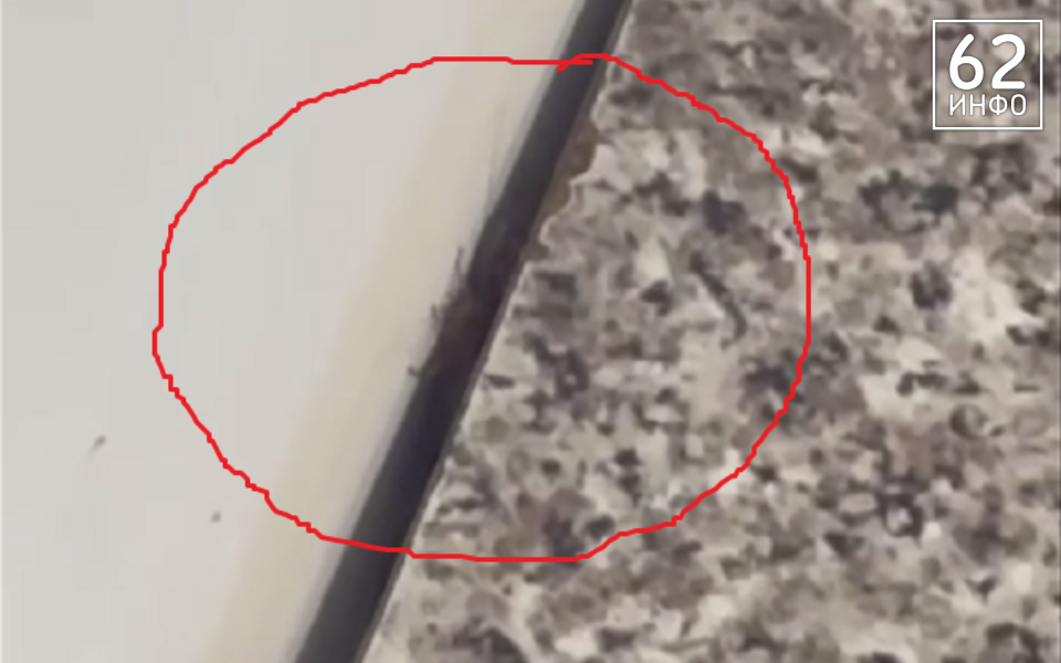 Прокуратура организовала проверку из-за тараканов в Дядьковской средней школе - 62ИНФО