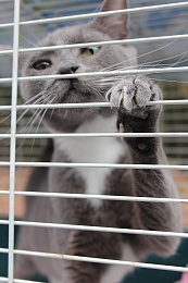 Рязанцы приютили 16 животных на выставке «Пойдём домой»