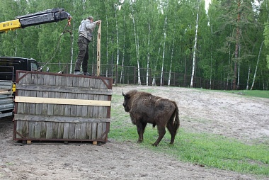 Зубр Мунмеджикстоун переселился в Окский заповедник