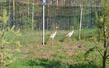 В Окском заповеднике появился на свет первый в этом году стершонок