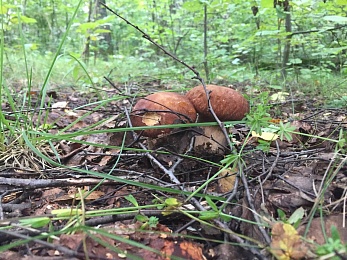 Провожаем лето: красивые фото Рязанской области с настроением отпуска