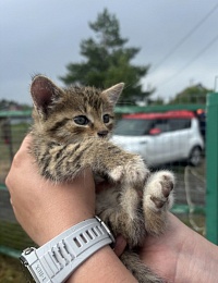 Рязанские волонтеры спасли застрявшего в дыре котенка