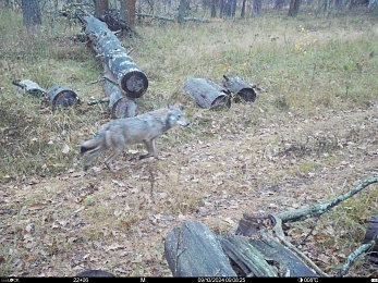 В Рязанской области волки начали выходить на дороги