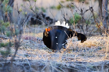 У рязанских тетеревов начался брачный сезон