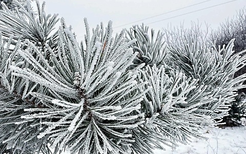 Крещенские морозы подступают: в Рязанской области уже ночью ждут -20°С