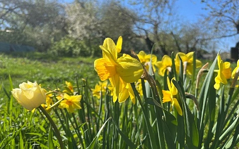 Колеус, бархатцы, петуния: в Рязани высадят более миллиона цветов