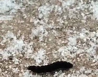 Гусеницы шелкопряда и бабочки проснулись в Рязанской области в январе