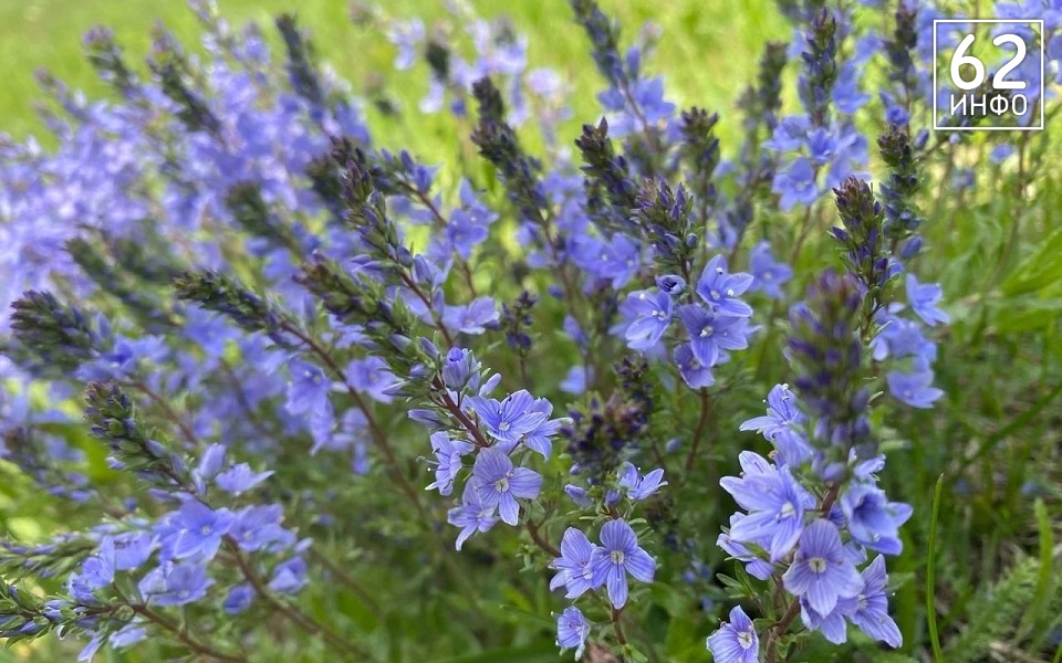 В Рязанской области ИП оштрафовали за заросший участок - 62ИНФО