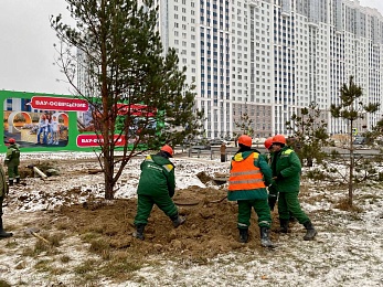Сотрудники ГК "Зеленый сад" высадили сосны вдоль Муромского шоссе в Рязани