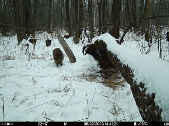 Окский заповедник показал снимки волков и рыси с фотоловушек