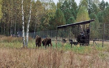 Зубры Месябр и Меледи переехали из Окского заповедника в «Смоленское Поозерье»