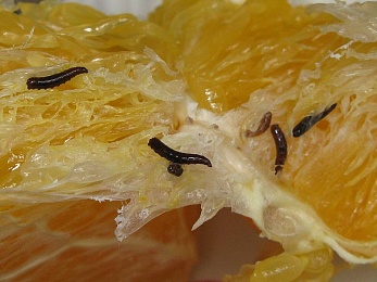 Житель Рязанской области обнаружил в купленных апельсинах личинки 