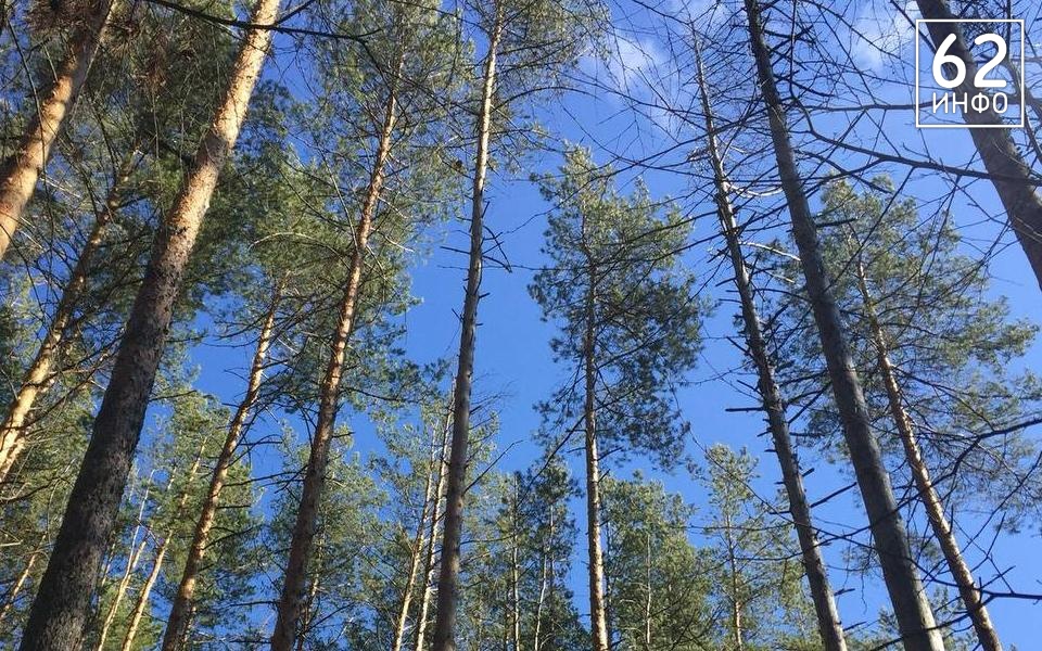 В Рязани обновят Новопавловскую рощу за 29 млн рублей - 62ИНФО