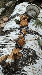 Строчки пошли: рязанцы делятся грибными местами