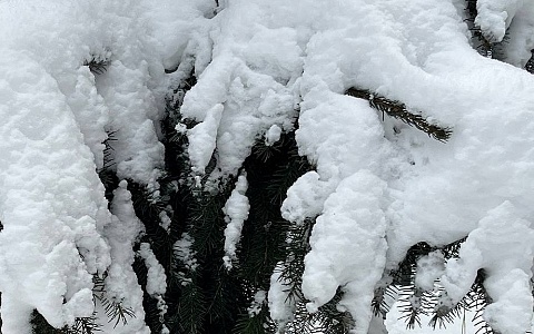 Рязанскую область 24 февраля ждет опасный липкий снег и оттепель