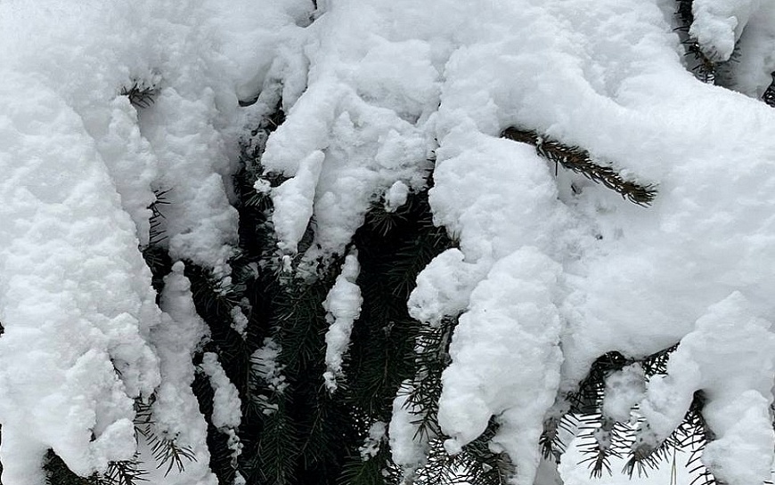 Рязанскую область 24 февраля ждет опасный липкий снег и оттепель