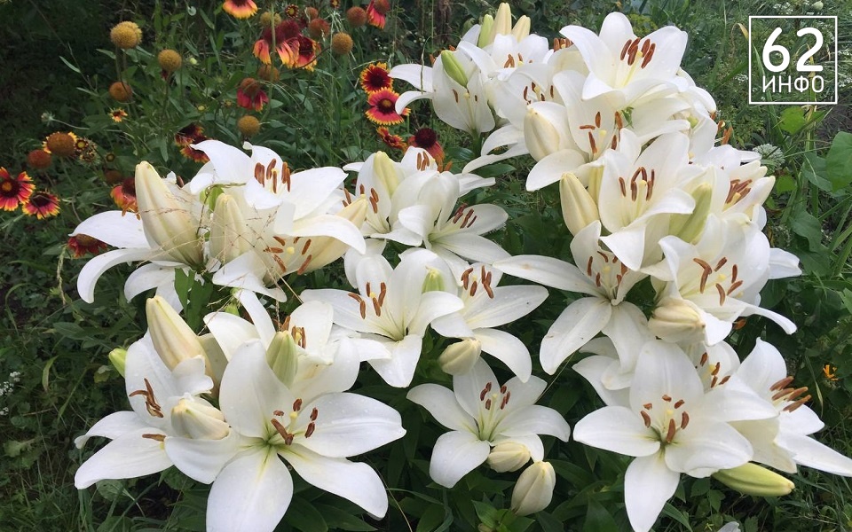 В Рязанской области 6 августа ждут туман и температурные качели в 18°С - 62ИНФО