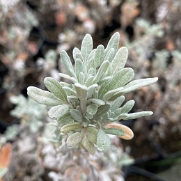 Для жителей ЖК Pride Park установят тротуар с подогревом