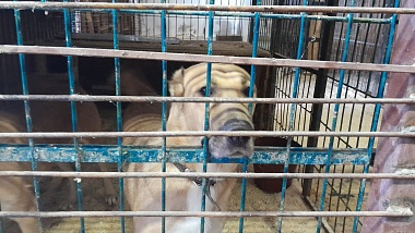 Мэрия Рязани показала новое место городского приюта