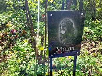 В Рязани организовали стихийное кладбище домашних животных