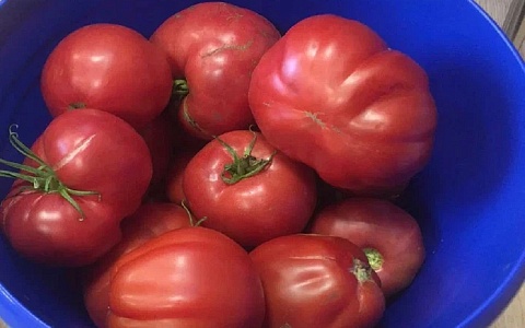 Россельхоз назвал сорта томатов и огурцов, которые нельзя покупать