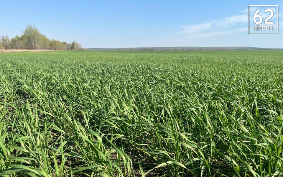 Россельхознадзор оштрафовал собственника земельного участка на 200 тысяч - 62ИНФО