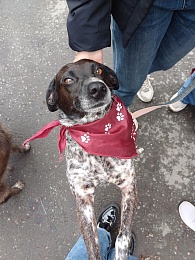 В Рязани 14 кошек и собак нашли новый дом за сутки