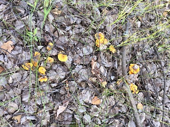 Названы урожайные леса Рязанской области с лисичками и белыми грибами