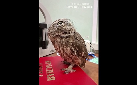 В Рязани на улице нашли краснокнижного домового сыча В Рязани на улице нашли краснокнижного домового сыча