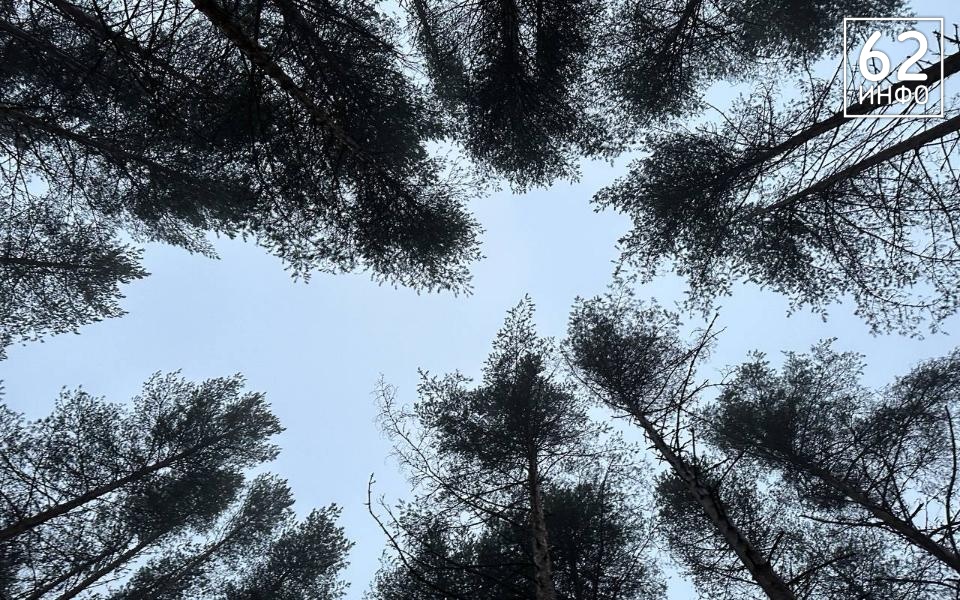 Подрядчик Лесопарка и Черезовских прудов объяснил срыв сроков благоустройства - 62ИНФО