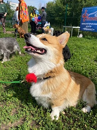 Искусство без боли: "Новые люди" провели фестиваль животных в Рязани