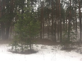 Рязанцы делятся фото первого снегопада в городе и в лесу