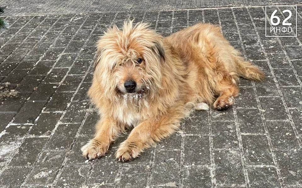 Солотча села на карантин из-за выявленного бешенства - 62ИНФО