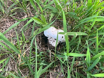 Рязанские грибники собирают шампиньоны прямо во дворах