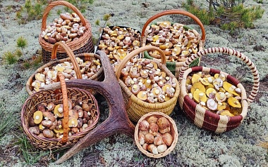 Рязанские леса в мае накрыло волной маслят и белых грибов - 62ИНФО Рязанские леса в мае накрыло волной маслят и белых грибов