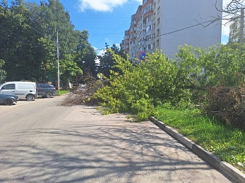 В Рязани упавшее дерево перегородило пешеходную дорогу и проезжую часть