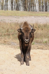 В Окском заповеднике родились 6 зубрят