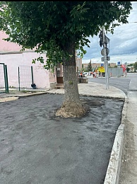 В Рязани заасфальтировали живое дерево