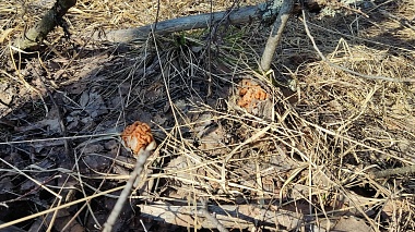 Строчки пошли: рязанцы делятся грибными местами