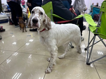 В Рязани проходит выставка собак «Содружество»