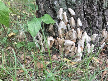 Рязанские эксперты рассказали, как бороться с непарным шелкопрядом