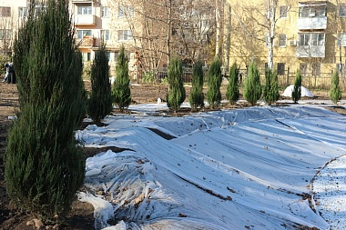Более тысячи: стало известно, сколько деревьев сегодня высадили в ЦПКиО