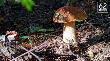 В рязанских лесах грибники собирают рекордные урожаи лисичек