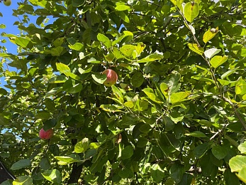 Яблочный Спас: традиции и история праздника Преображения Господня