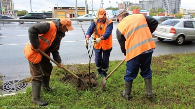 На Московском шоссе в Рязани высадили 70 лип